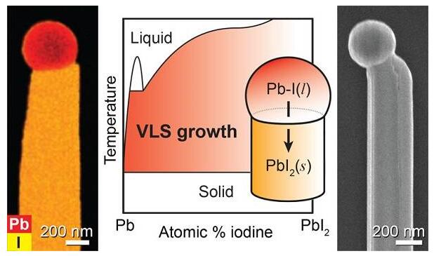 鹵化鉛納米線的自催化氣液固生長及其雜化鈣鈦礦結(jié)構(gòu)轉(zhuǎn)變